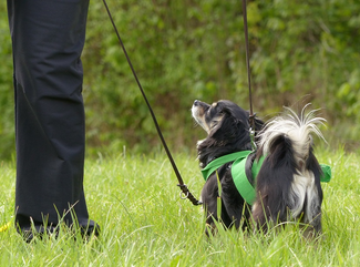Tellington TTouch Methode für Hunde in Kirchen und Siegen 